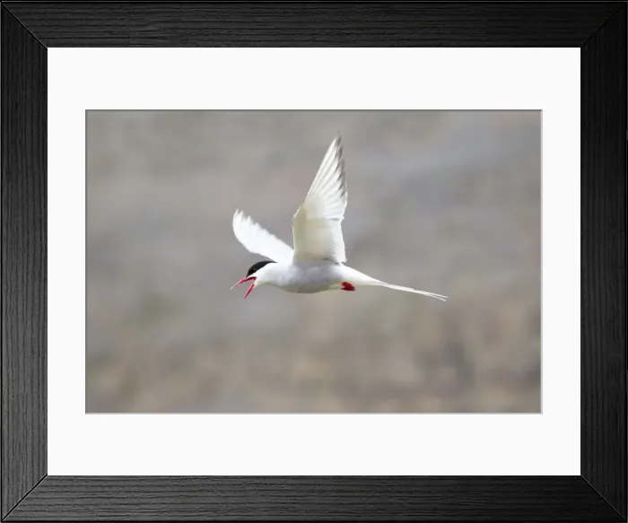 Framed Print : Picture No. 11014682 Framed Print : Picture No. 11014682