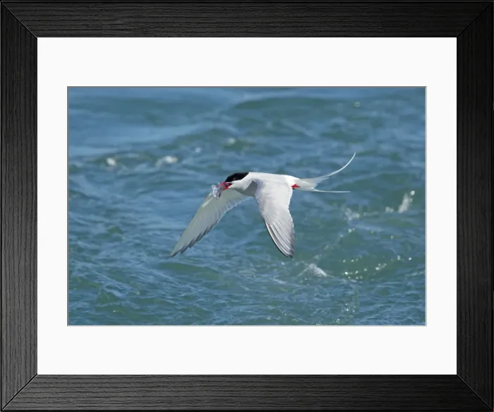 Framed Print : Picture No. 11014683 Framed Print : Picture No. 11014683