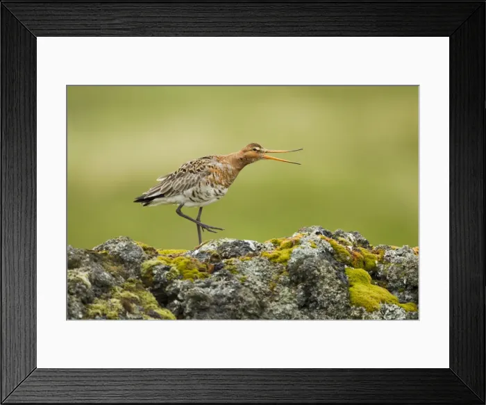 Framed Print : Picture No. 11014684 Framed Print : Picture No. 11014684