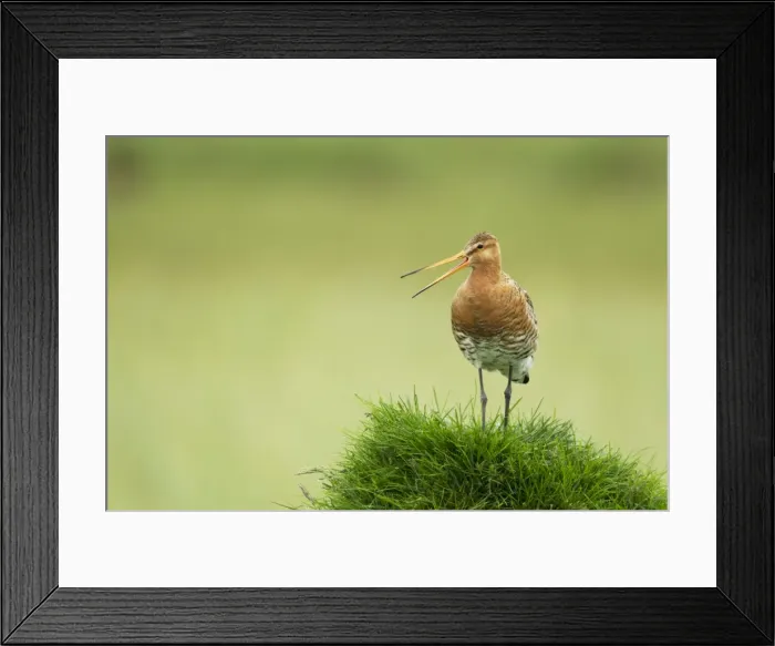 Framed Print : Picture No. 11014685 Framed Print : Picture No. 11014685