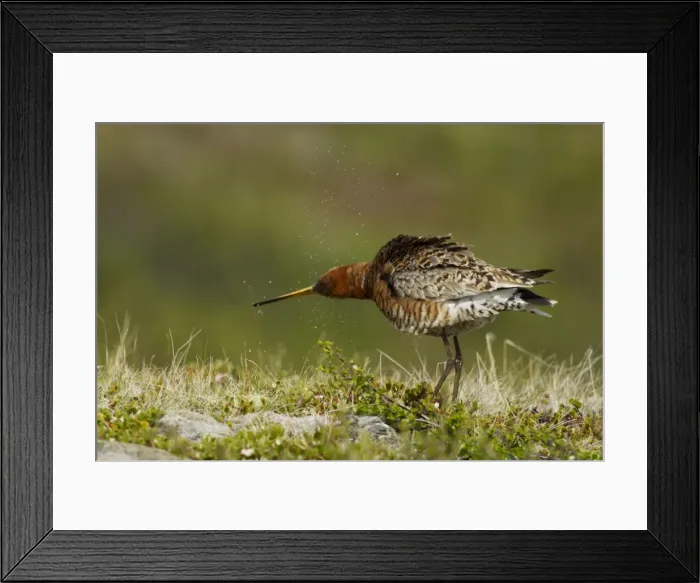Framed Print : Picture No. 11014686 Framed Print : Picture No. 11014686