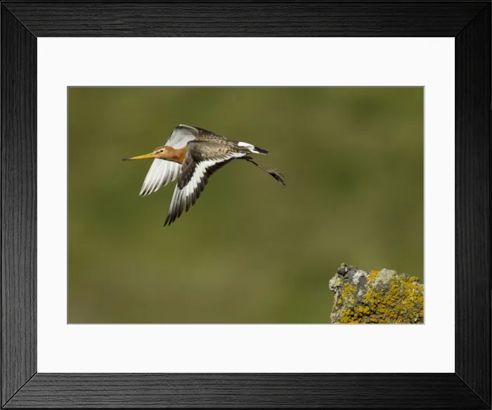 Framed Print : Picture No. 11014687 Framed Print : Picture No. 11014687