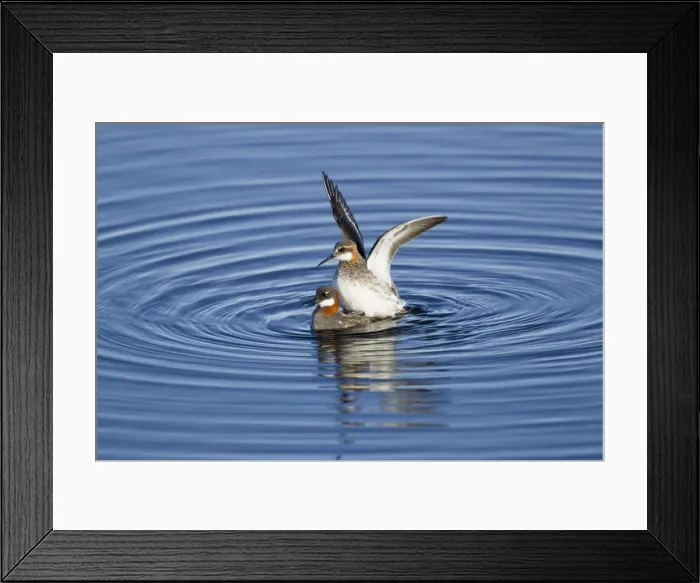 Framed Print : Picture No. 11014690 Framed Print : Picture No. 11014690