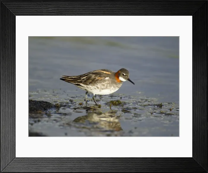 Framed Print : Picture No. 11014691 Framed Print : Picture No. 11014691