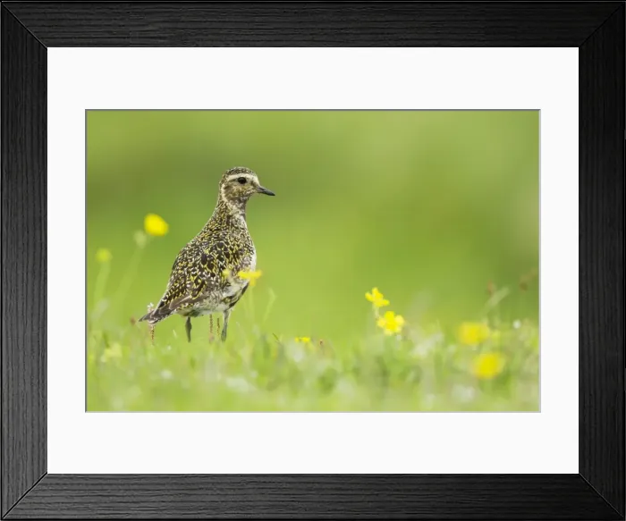 Framed Print : Picture No. 11014692 Framed Print : Picture No. 11014692