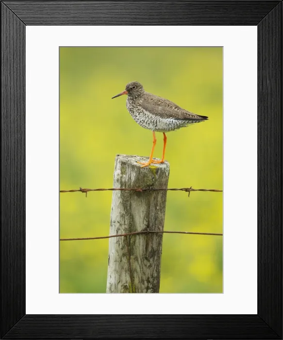 Framed Print : Picture No. 11014693