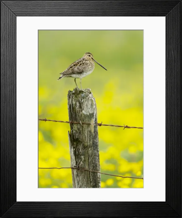 Framed Print : Picture No. 11014694 Framed Print : Picture No. 11014694