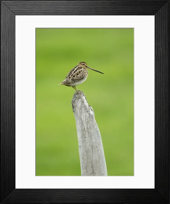 Framed Print : Picture No. 11014695 Framed Print : Picture No. 11014695