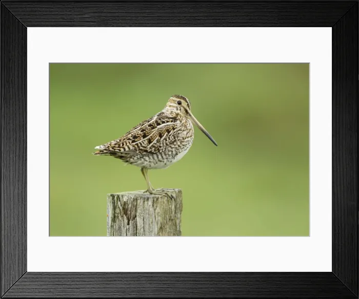 Framed Print : Picture No. 11014696 Framed Print : Picture No. 11014696