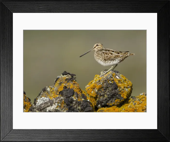 Framed Print : Picture No. 11014697 Framed Print : Picture No. 11014697