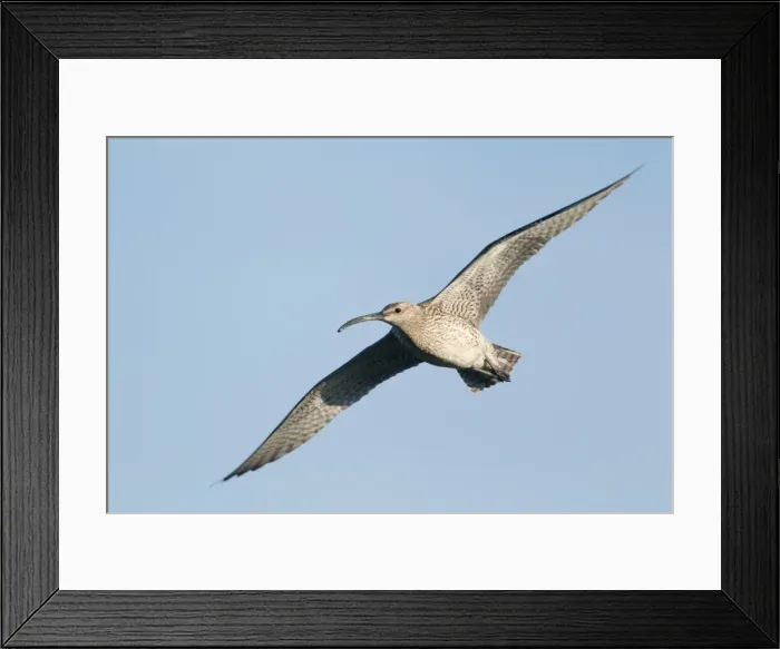 Framed Print : Picture No. 11014699 Framed Print : Picture No. 11014699