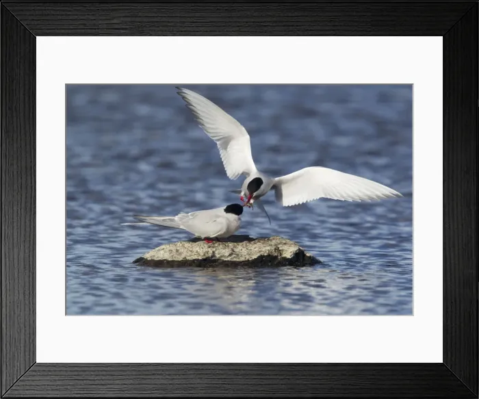 Framed Print : Picture No. 11014700 Framed Print : Picture No. 11014700
