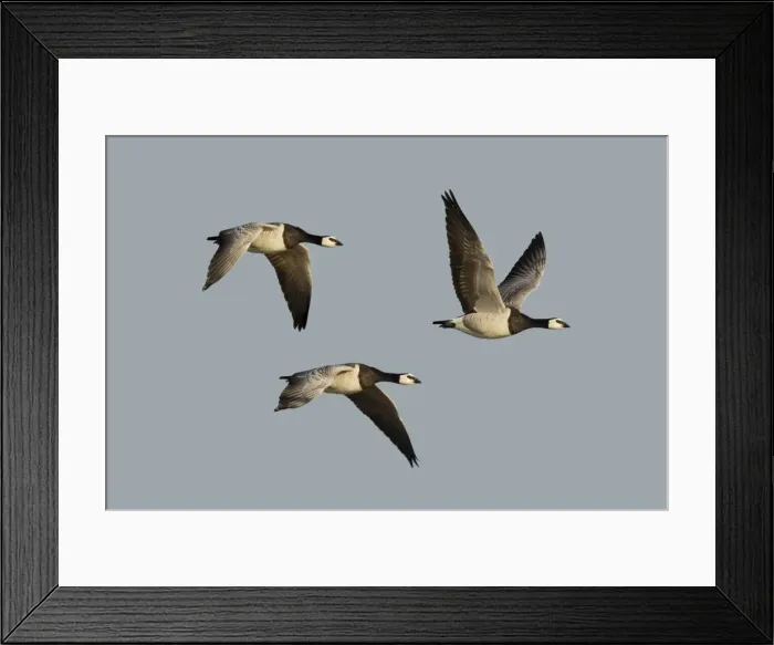 Framed Print : Picture No. 11014701 Framed Print : Picture No. 11014701