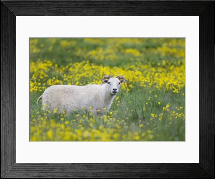Framed Print : Picture No. 11014732 Framed Print : Picture No. 11014732