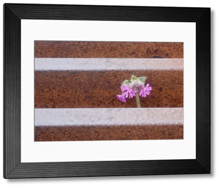 Framed Print : Picture No. 11014733 Framed Print : Picture No. 11014733