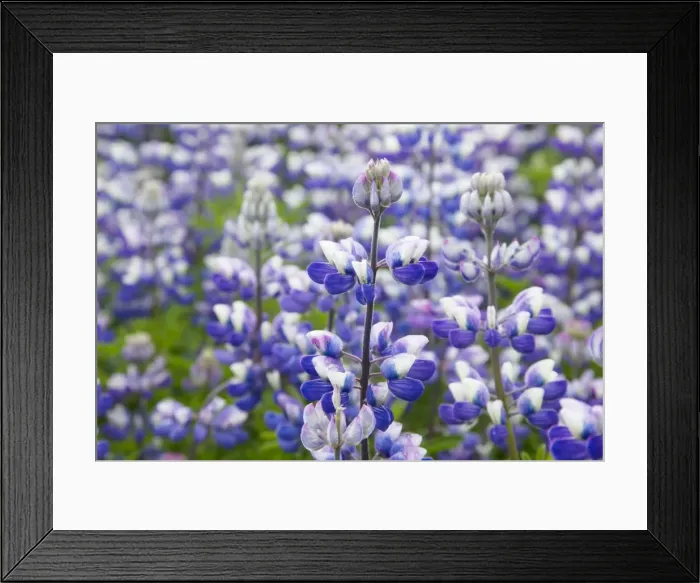 Framed Print : Picture No. 11014735 Framed Print : Picture No. 11014735