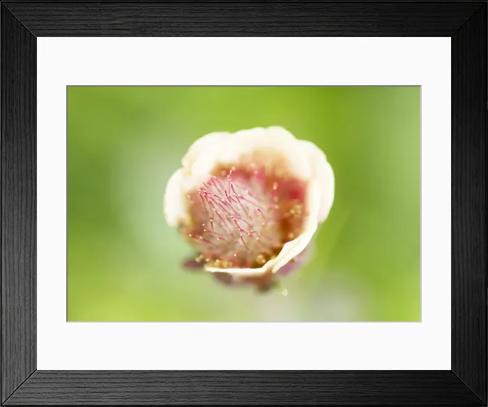 Framed Print : Picture No. 11014736 Framed Print : Picture No. 11014736
