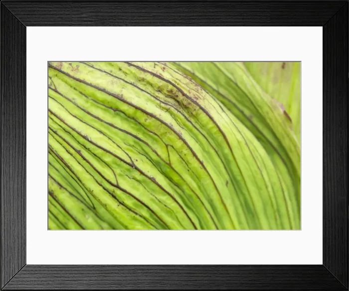 Framed Print : Picture No. 11014737 Framed Print : Picture No. 11014737