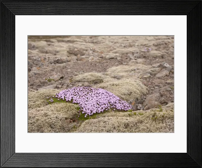 Framed Print : Picture No. 11014738 Framed Print : Picture No. 11014738