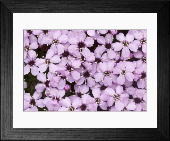 Framed Print : Picture No. 11014739 Framed Print : Picture No. 11014739