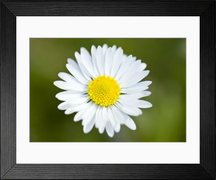 Framed Print : Picture No. 11014549 Framed Print : Picture No. 11014549