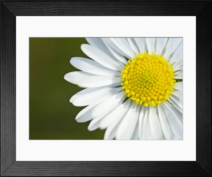 Framed Print : Picture No. 11014550 Framed Print : Picture No. 11014550
