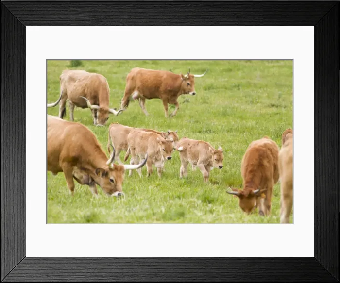 Framed Print : Picture No. 11014551 Framed Print : Picture No. 11014551