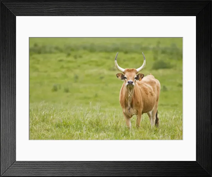 Framed Print : Picture No. 11014552 Framed Print : Picture No. 11014552