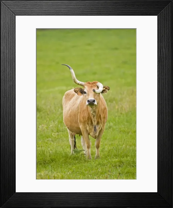 Framed Print : Picture No. 11014553 Framed Print : Picture No. 11014553
