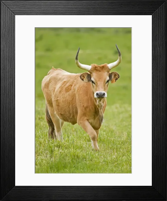 Framed Print : Picture No. 11014554 Framed Print : Picture No. 11014554