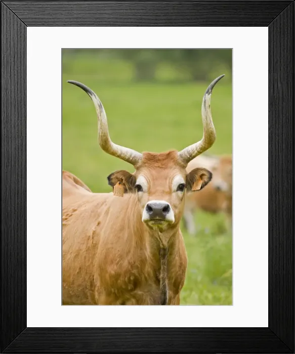 Framed Print : Picture No. 11014555 Framed Print : Picture No. 11014555
