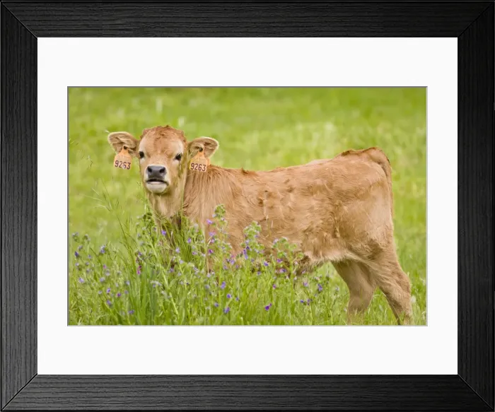 Framed Print : Picture No. 11014556 Framed Print : Picture No. 11014556