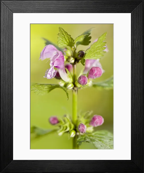 Framed Print : Picture No. 11014558 Framed Print : Picture No. 11014558