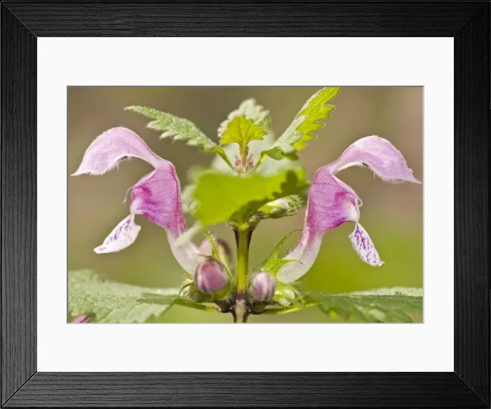 Framed Print : Picture No. 11014559 Framed Print : Picture No. 11014559