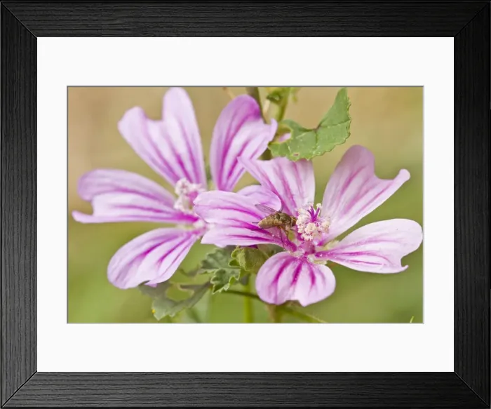 Framed Print : Picture No. 11014560 Framed Print : Picture No. 11014560