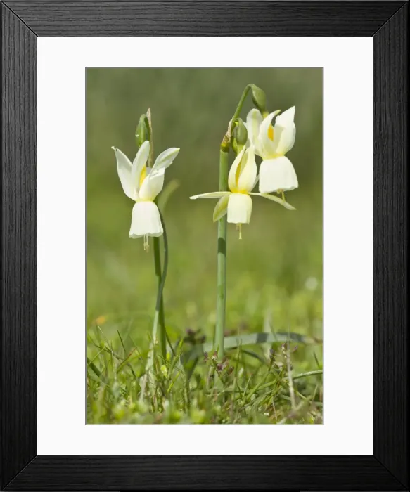 Framed Print : Picture No. 11014561 Framed Print : Picture No. 11014561