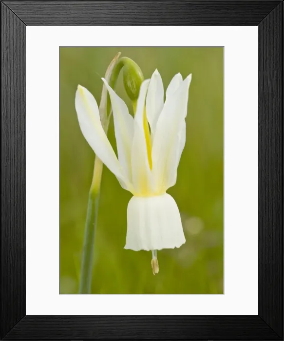 Framed Print : Picture No. 11014562 Framed Print : Picture No. 11014562