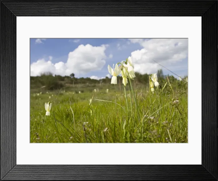 Framed Print : Picture No. 11014563