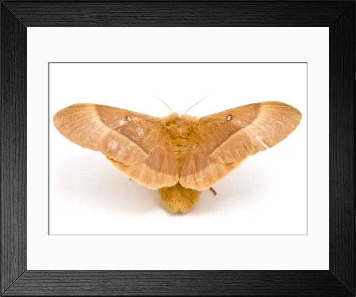 Framed Print : Picture No. 11014564 Framed Print : Picture No. 11014564