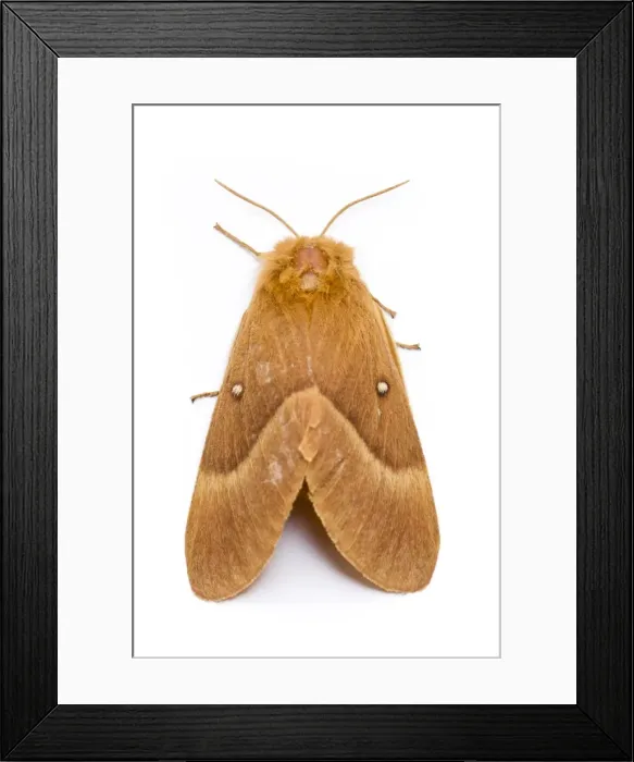 Framed Print : Picture No. 11014565 Framed Print : Picture No. 11014565