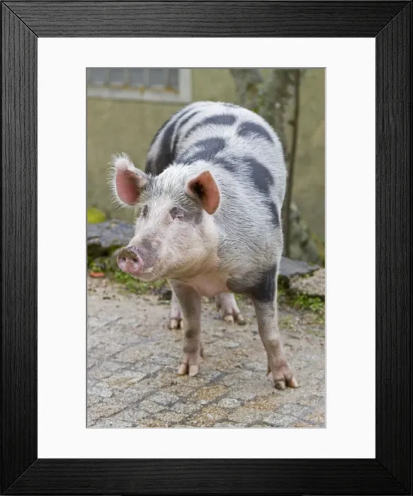 Framed Print : Picture No. 11014567 Framed Print : Picture No. 11014567