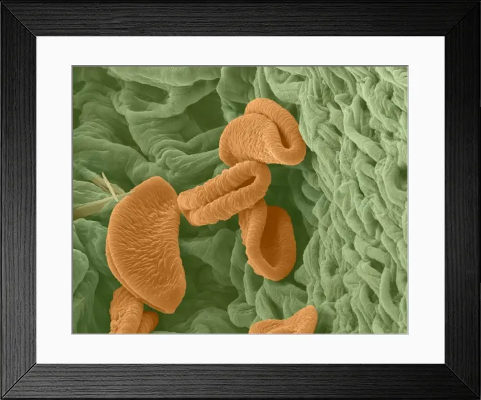 Framed Print : Picture No. 11014593