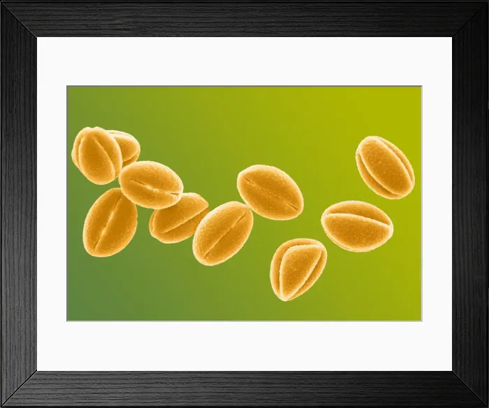 Framed Print : Picture No. 11014597 Framed Print : Picture No. 11014597