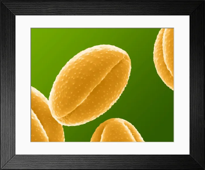 Framed Print : Picture No. 11014598 Framed Print : Picture No. 11014598