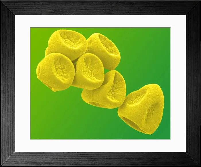 Framed Print : Picture No. 11014601 Framed Print : Picture No. 11014601