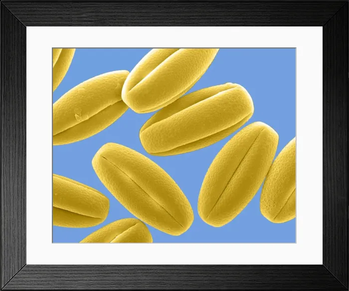 Framed Print : Picture No. 11014604 Framed Print : Picture No. 11014604