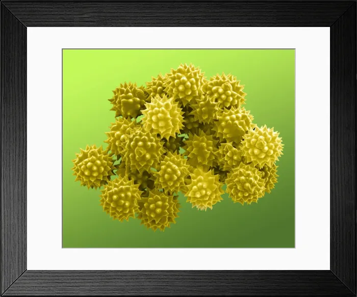 Framed Print : Picture No. 11014606