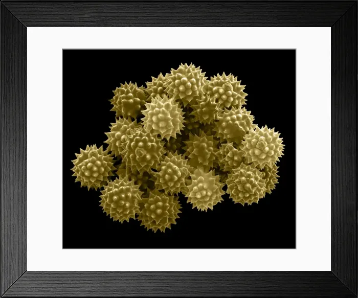 Framed Print : Picture No. 11014607 Framed Print : Picture No. 11014607