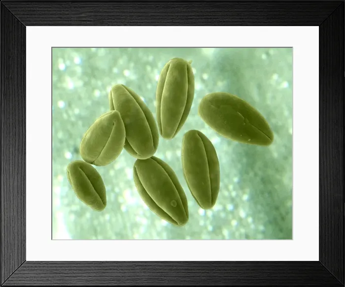 Framed Print : Picture No. 11014608 Framed Print : Picture No. 11014608