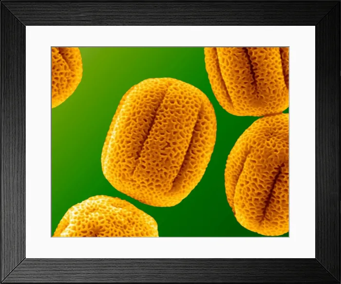 Framed Print : Picture No. 11014611 Framed Print : Picture No. 11014611